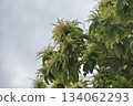 Chestnut flowers in full bloom 134062293