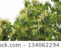 Chestnut flowers in full bloom 134062294