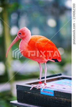 Scarlet ibis Scarlet ibis 134062300