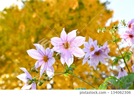 達利亞皇帝 134062306