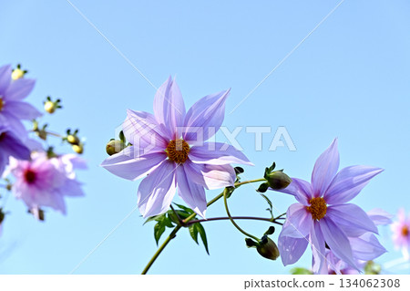 Emperor Dalia Emperor Dalia 134062308