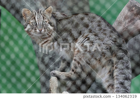 Higashiyama Zoo and Botanical G 134062319