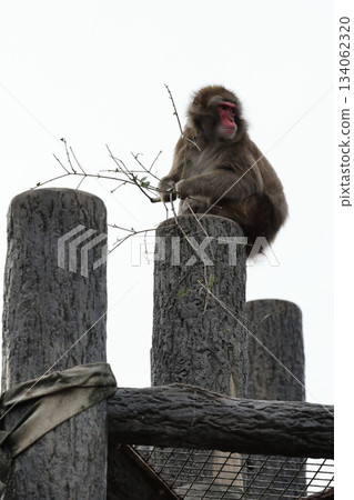 Higashiyama Zoo and Botanical G 134062320