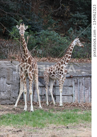 Higashiyama Zoo and Botanical G 134062323
