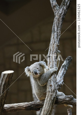 Higashiyama Zoo and Botanical G 134062325