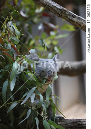 Higashiyama Zoo and Botanical G 134062326