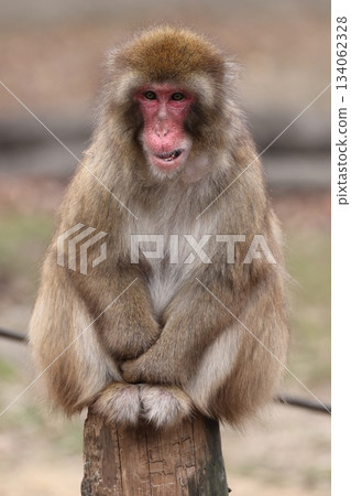 Higashiyama Zoo and Botanical G 134062328