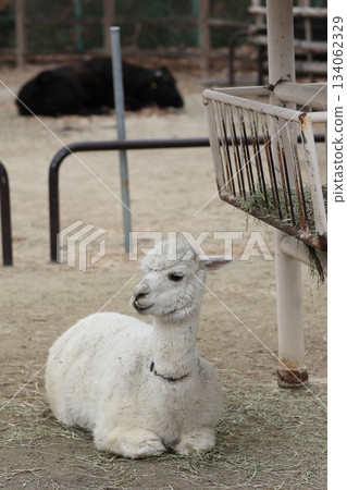 Higashiyama Zoo and Botanical G 134062329