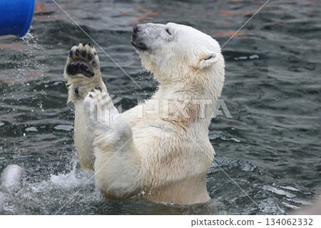 Higashiyama Zoo and Botanical G 134062332