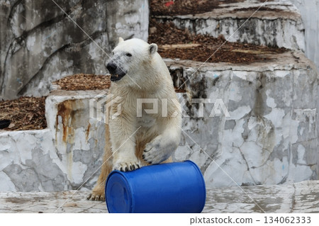 Higashiyama Zoo and Botanical G 134062333
