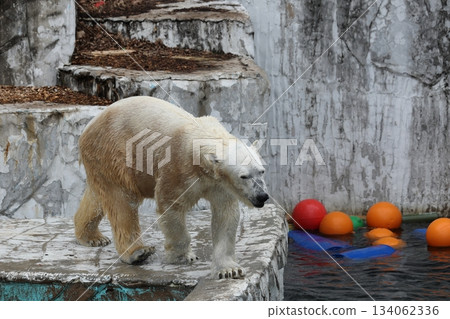 Higashiyama Zoo and Botanical G 134062336