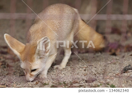 Higashiyama Zoo and Botanical G Higashiyama Zoo and Botanical G 134062340