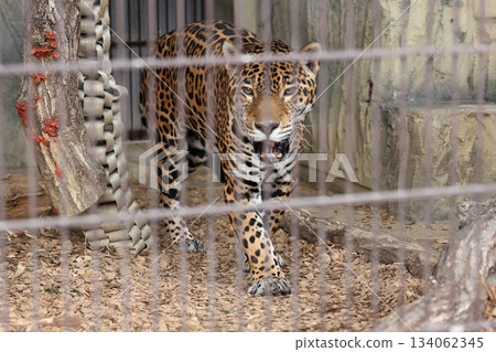 Higashiyama Zoo and Botanical G 134062345