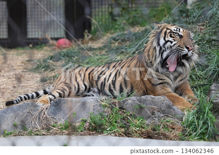 Higashiyama Zoo and Botanical G 134062346