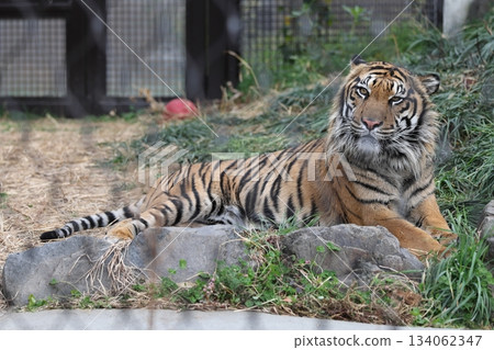 Higashiyama Zoo and Botanical G 134062347