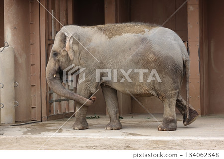 Higashiyama Zoo and Botanical G 134062348
