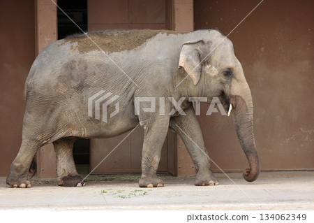 Higashiyama Zoo and Botanical G 134062349