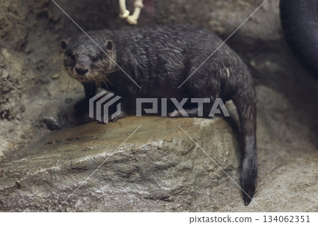 Higashiyama Zoo and Botanical G 134062351