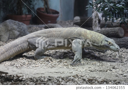 Higashiyama Zoo and Botanical G 134062355