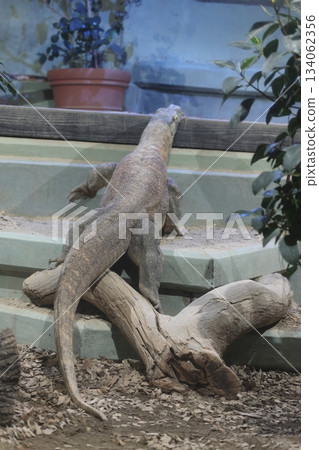 Higashiyama Zoo and Botanical G 134062356