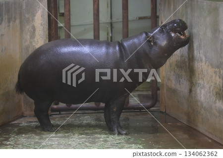 Higashiyama Zoo and Botanical G 134062362