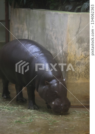 Higashiyama Zoo and Botanical G 134062363