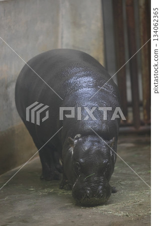 東山動物園和植物園G. 134062365