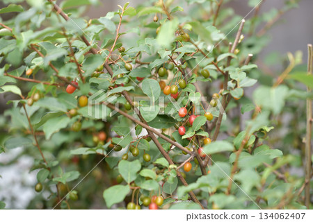 成熟的橡皮果 成熟的橡皮果 134062407