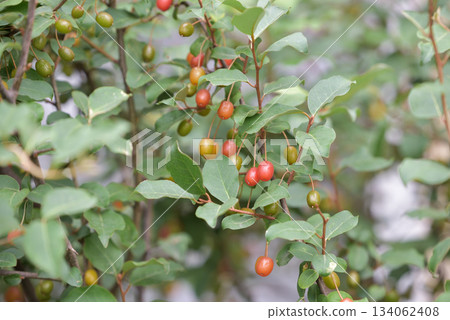 成熟的橡皮果 成熟的橡皮果 134062408