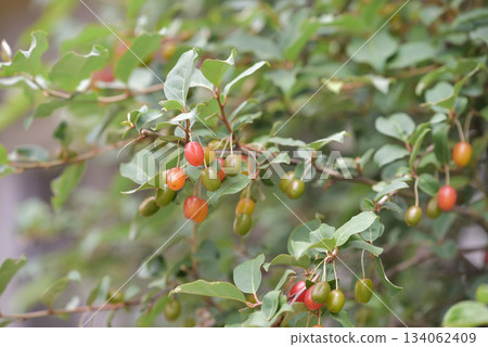 成熟的橡皮果 成熟的橡皮果 134062409