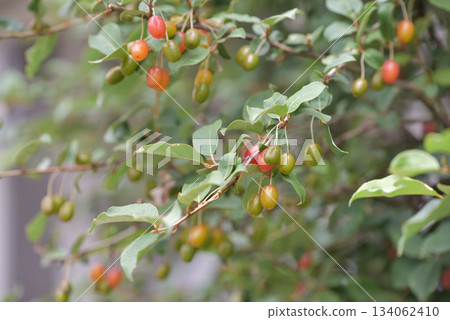 成熟的橡皮果 134062410