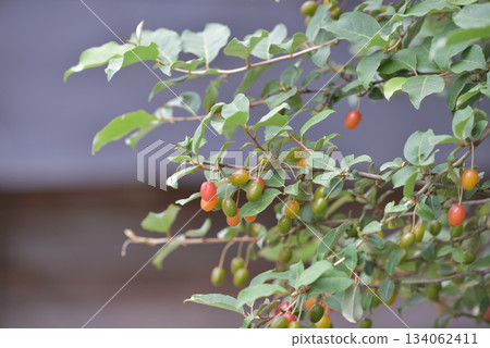 成熟的橡皮果 134062411