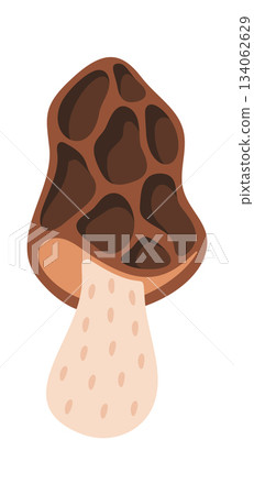 Morel conditionally edible mushroom design 134062629
