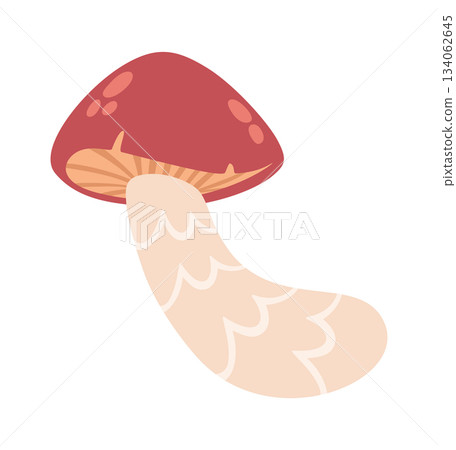 Cute red flywheel forest mushroom Cute red flywheel forest mushroom 134062645