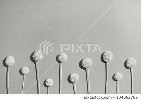Dry Craspedia Billy Balls on white background color of the year 2026 cloud white dancer 134062769