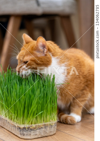 A ginger domestic cat eats green grass. Healthy, special vitamin-rich food for cats. Selective focus A ginger domestic cat eats green grass. Healthy, special vitamin-rich food for cats. Selective focus 134062785