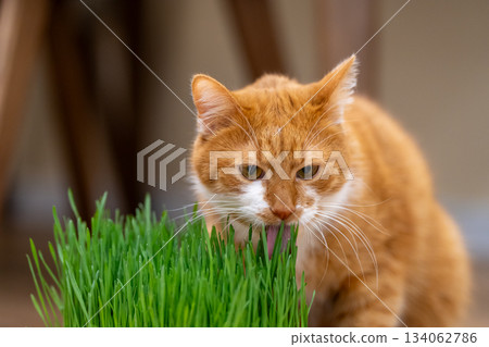 A ginger domestic cat eats green grass. Healthy, special vitamin-rich food for cats. Selective focus A ginger domestic cat eats green grass. Healthy, special vitamin-rich food for cats. Selective focus 134062786