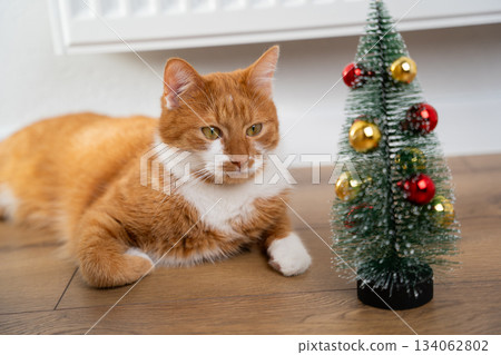 A beautiful ginger domestic cat sits near a small decorative Christmas tree. Concept of Christmas, New Year, and a festive atmosphere. A beautiful ginger domestic cat sits near a small decorative Christmas tree. Concept of Christmas, New Year, and a festive atmosphere. 134062802