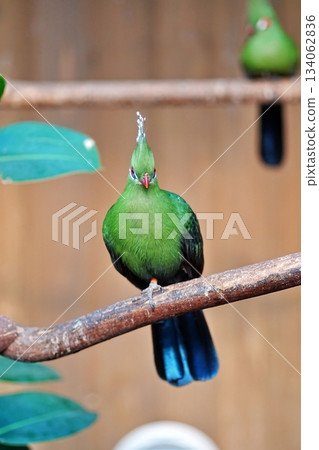 Guinea Eboshidori Guinea Eboshidori 134062836