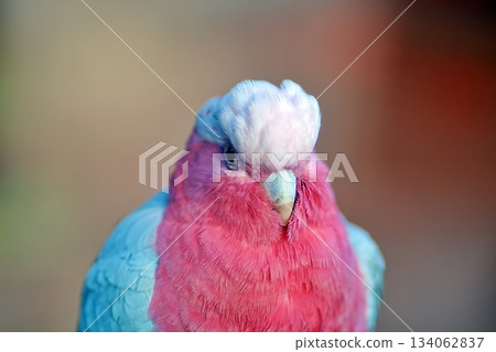 粉紅鳳頭鸚鵡 134062837