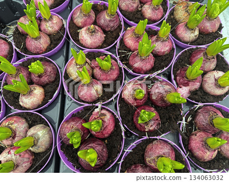 Small hyacinth bulbs growing in pot soil Small hyacinth bulbs growing in pot soil 134063032