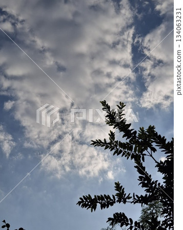 Wispy clouds and silhouetted tree branches against a blue sky 134063231