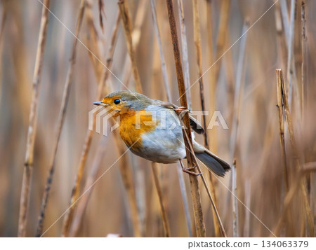 European Robin Erithacus Rubecula with bright chest turns its head left. Robin bird grips reed stem with pale beige reeds on background. Cloudy daylight softly lights the robin bird with bright chest 134063379