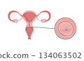 Medical illustration of the uterus and cervix 134063502