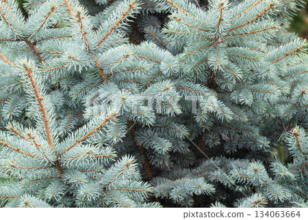 blue spruce branches blue spruce branches 134063664