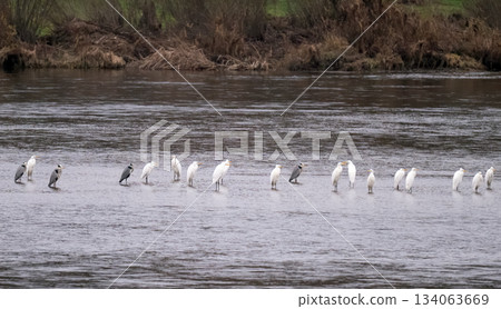 herons on the river herons on the river 134063669
