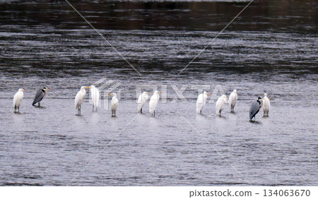 herons on the river herons on the river 134063670