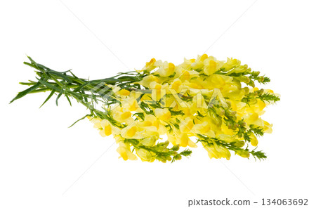A bouquet of snapdragon flowers isolated A bouquet of snapdragon flowers isolated 134063692