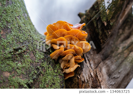 Winter honey mushrooms growing Winter honey mushrooms growing 134063725