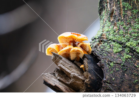 Winter honey mushrooms growing 134063729